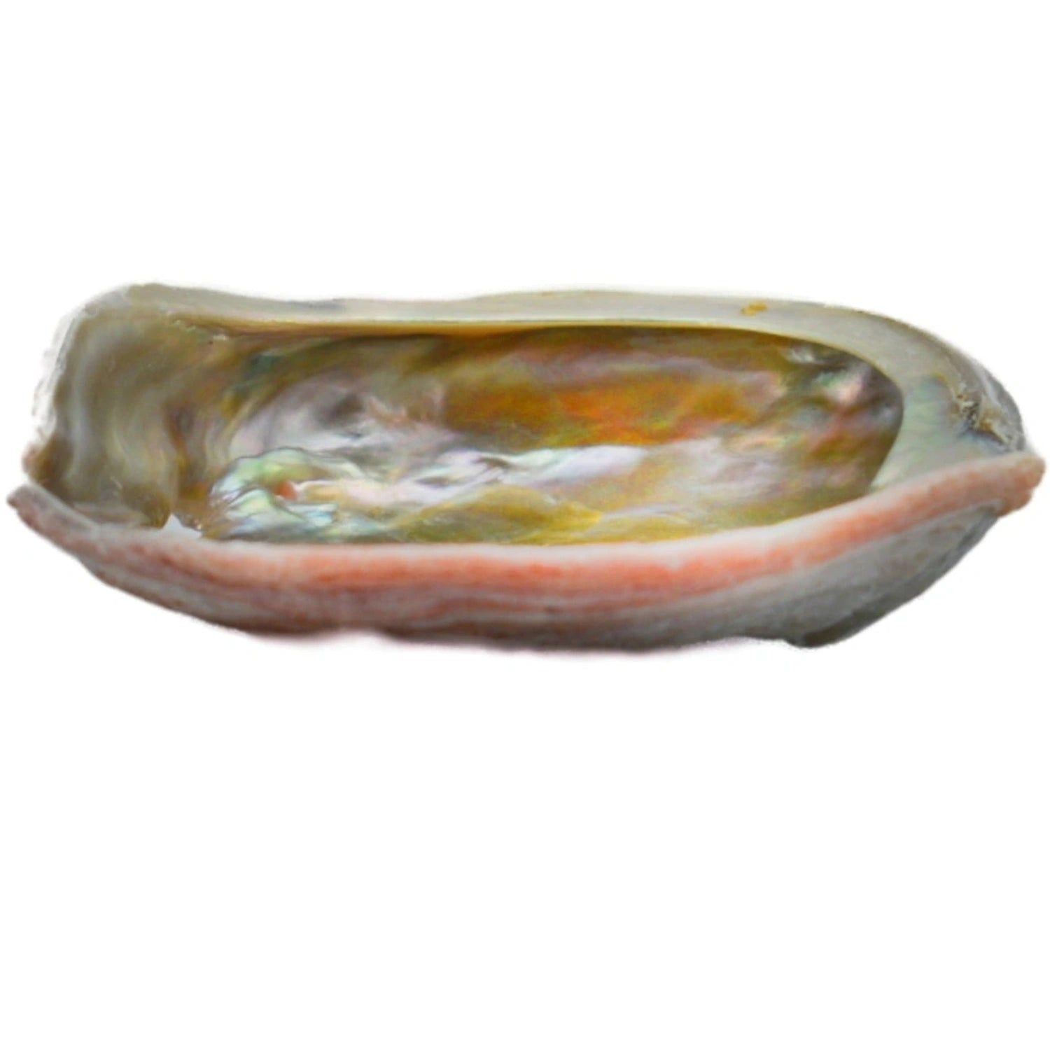Red Abalone Shell sm