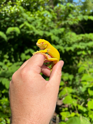 Albino Green Iguana (Iguana iguana) - American Reptile Distributors - Iguana Supplies