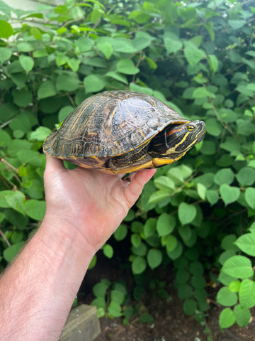 Red Eared Slider Turtle Adults (Trachemys elegans)