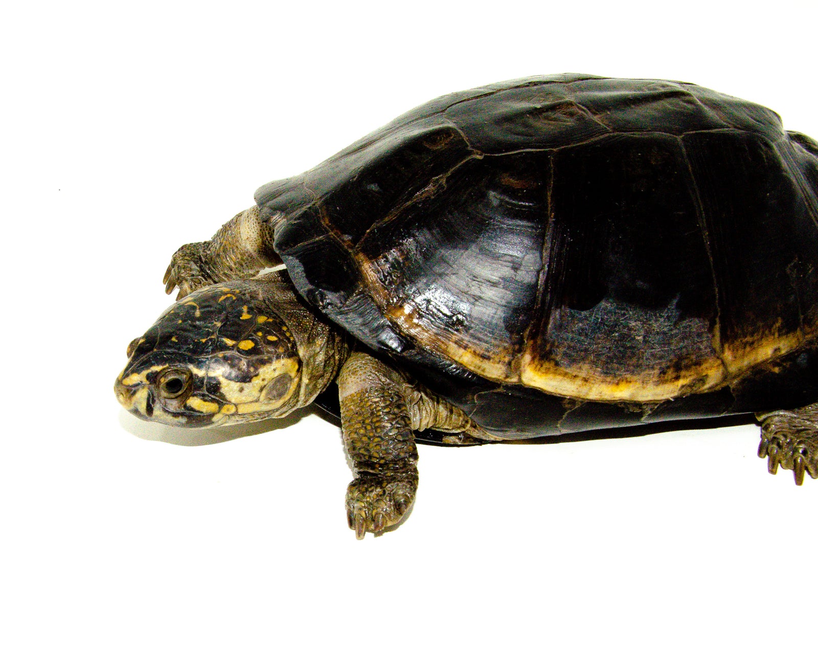 Okavango Mud Turtles For Sale | American Reptile Distributors