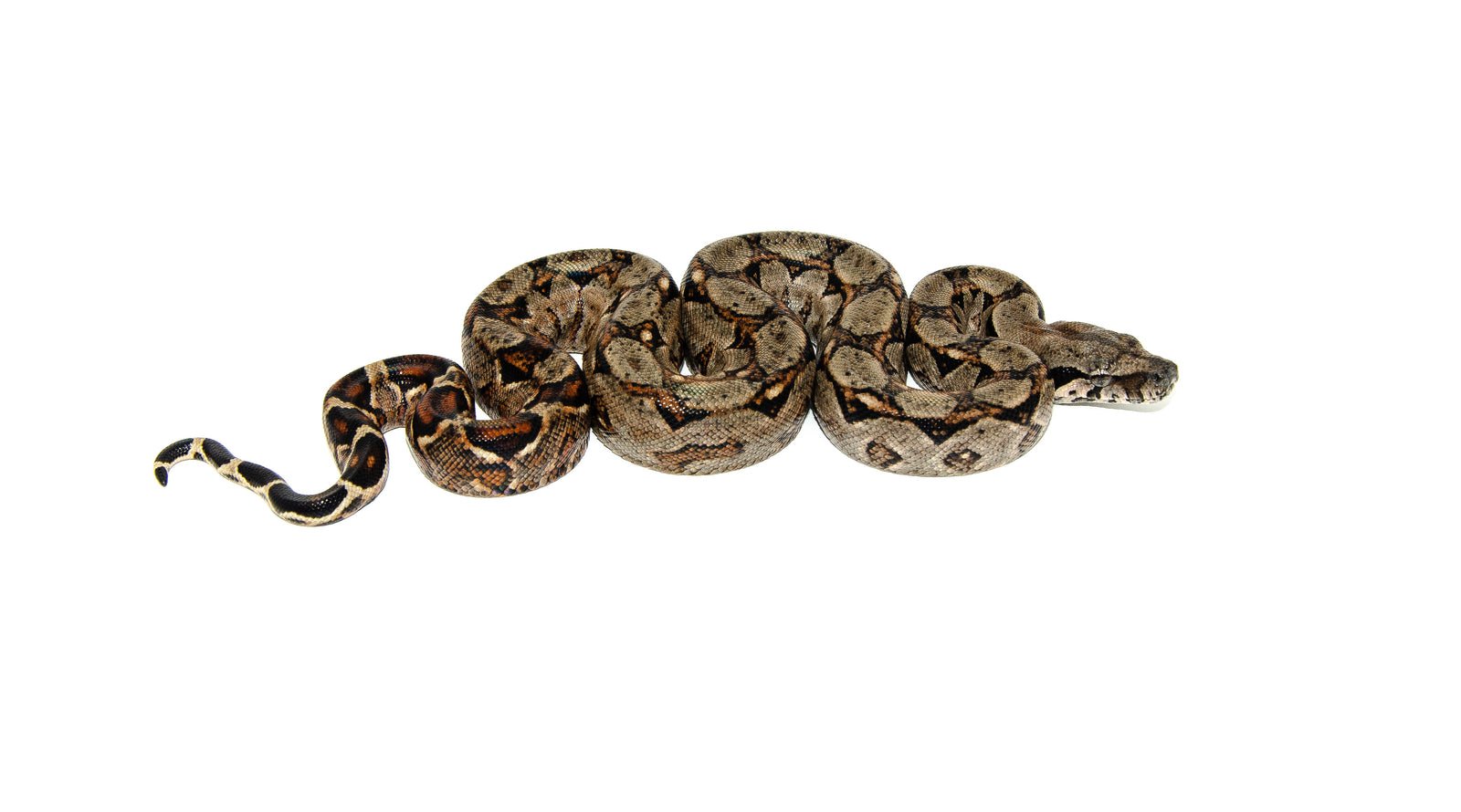 central american boa constrictor size