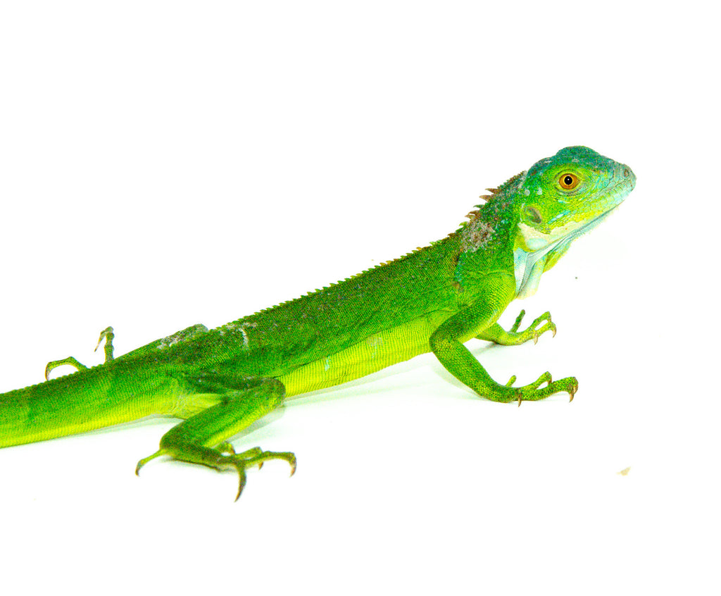 baby green iguana price