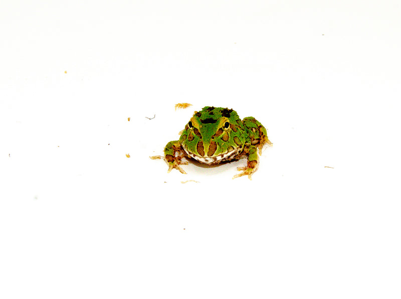 Green Pacman Frog (Ceratophrys cranwelli)