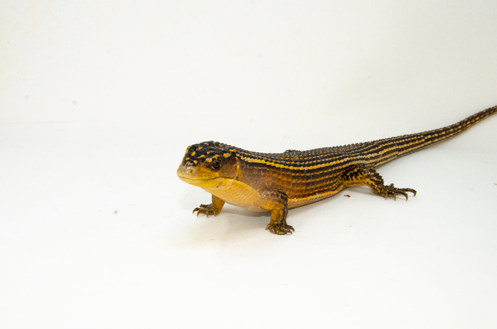 Sudan Giant Plated Lizard For Sale American Reptile Distributors