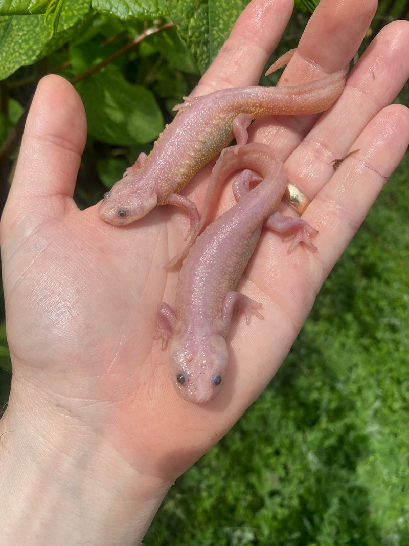 Leucistic Spanish Ribbed Newts For Sale American Reptile Distributors 0106