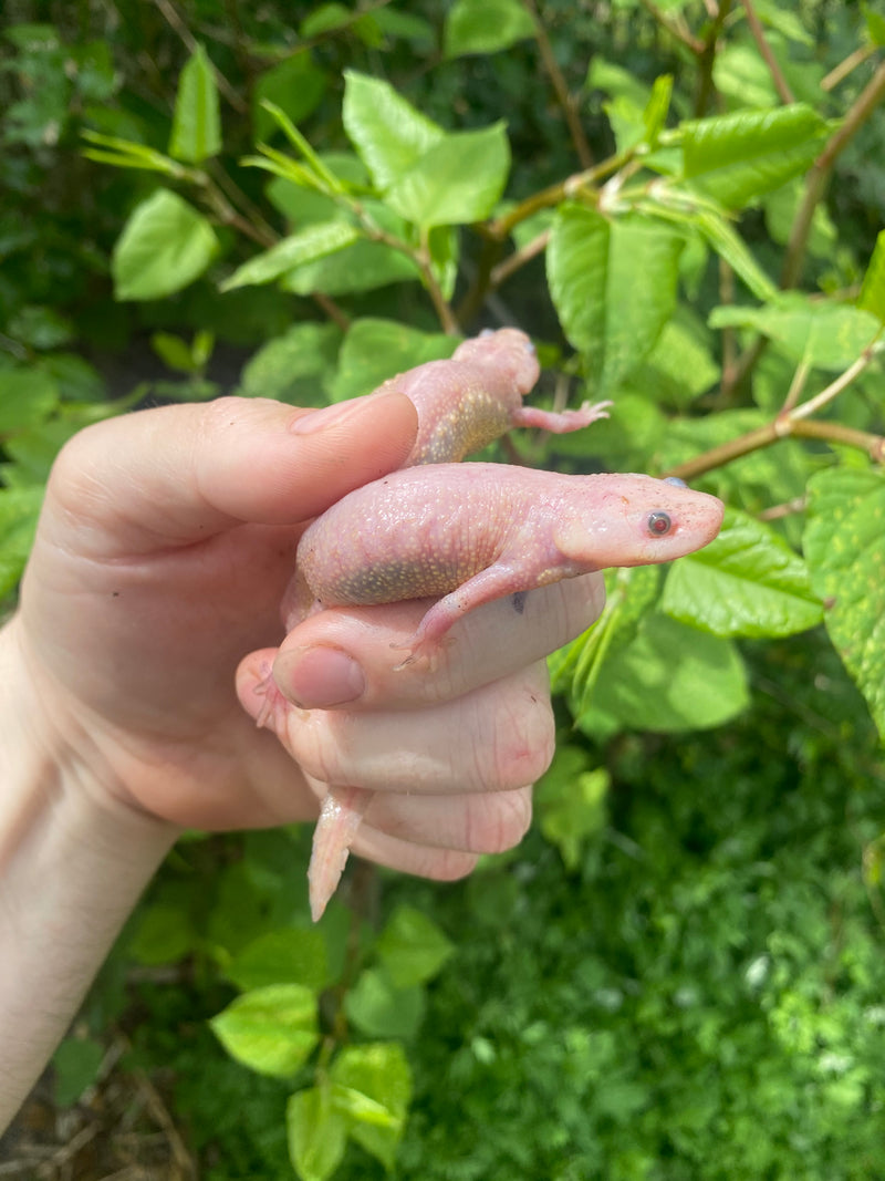 Leucistic Spanish Ribbed Newts For Sale American Reptile Distributors 4193