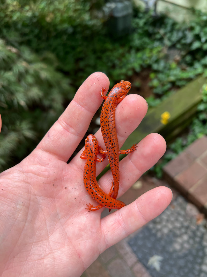 Blinke Ekstremt vigtigt konstruktion Red Salamanders Salamanders For Sale | American Reptile Distributors