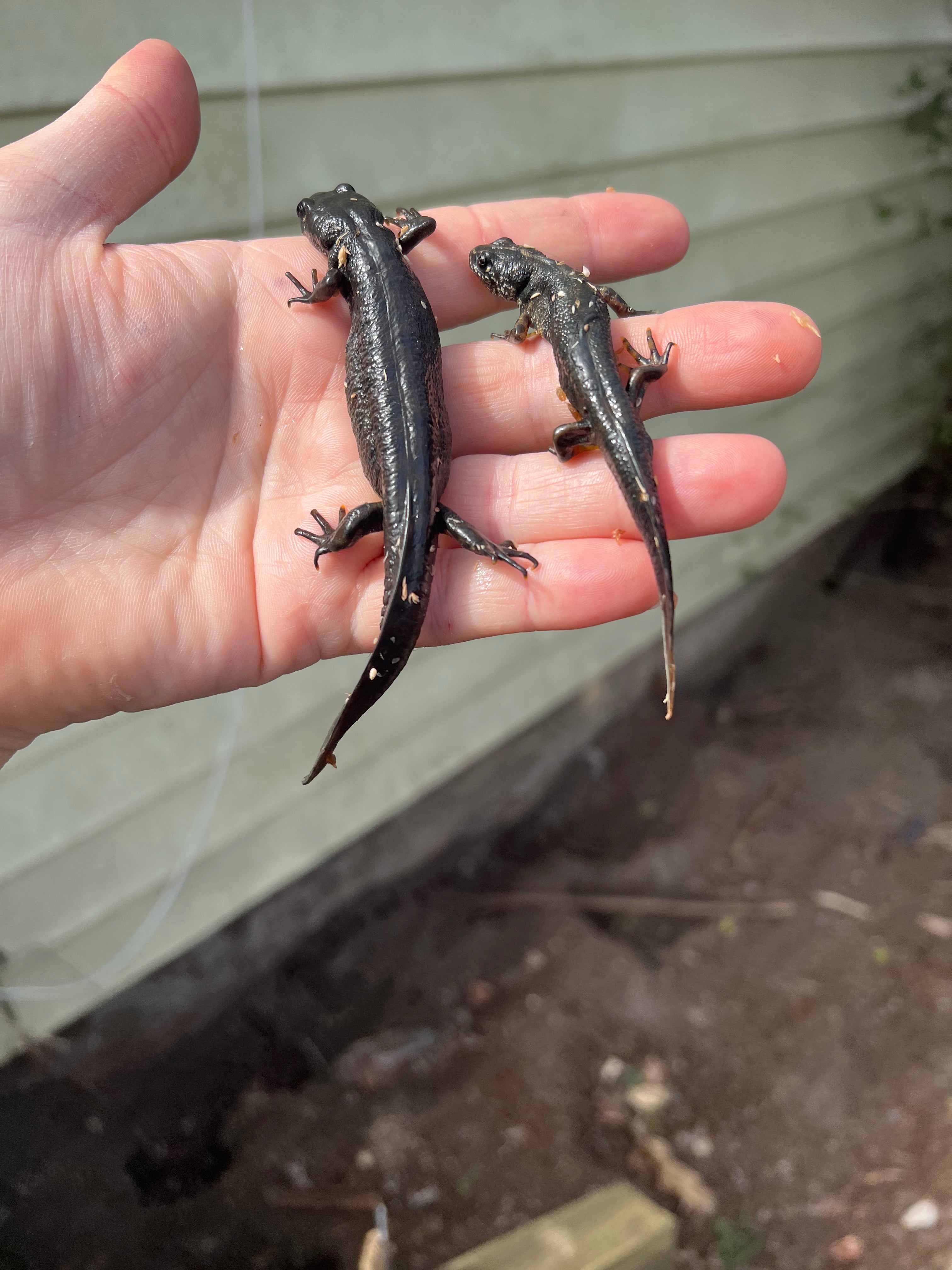 Turkish Yellow Spotted Newts For Sale | American Reptile Distributors