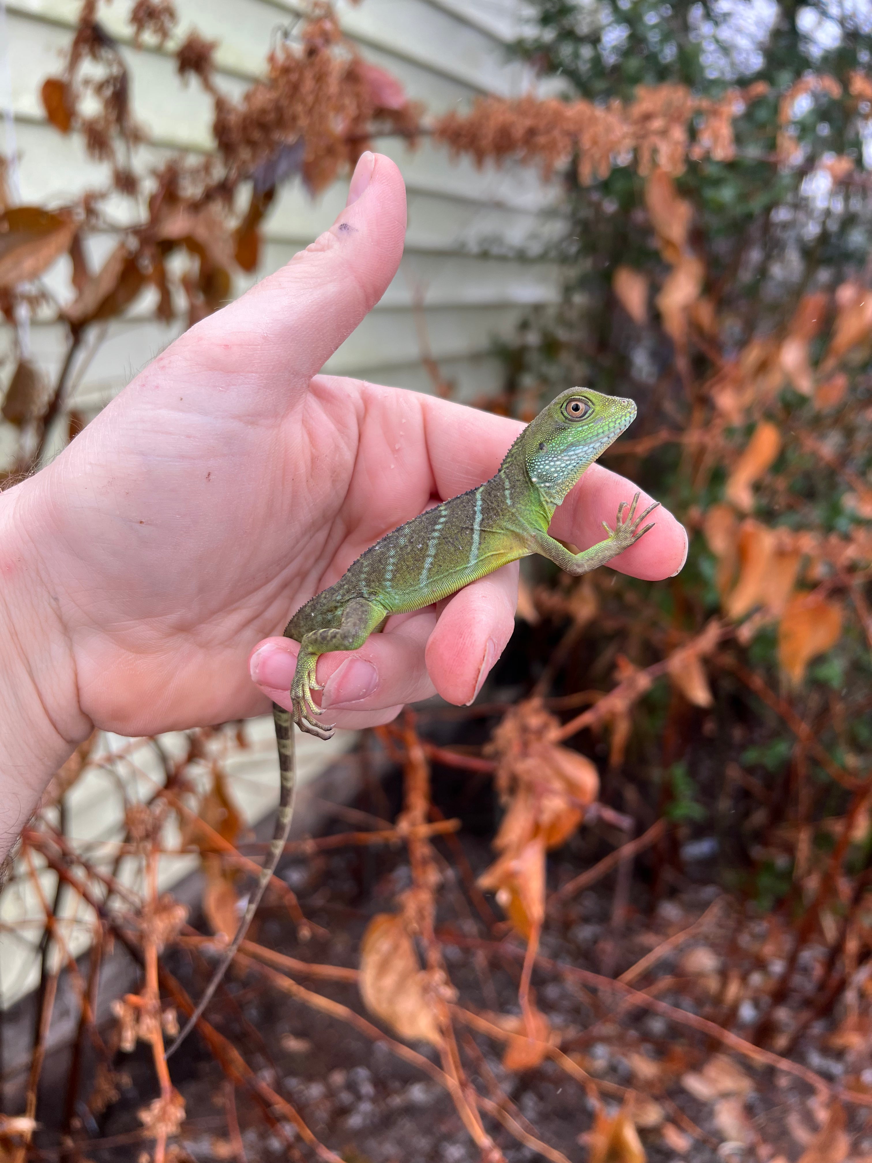 Water Dragon Lizards For Sale American Reptile Distributors