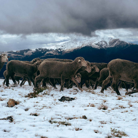 sheep on the ranch in winter