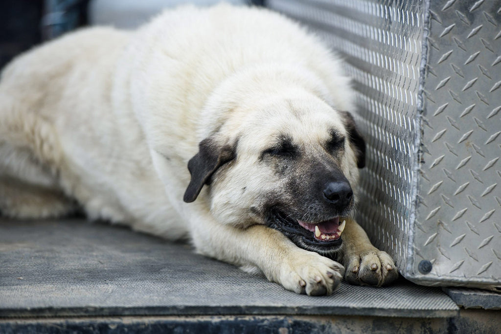 duckworth montana merino sheepdog happy resting