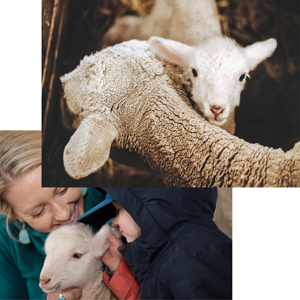 duckworth montana merino wool lambs and child