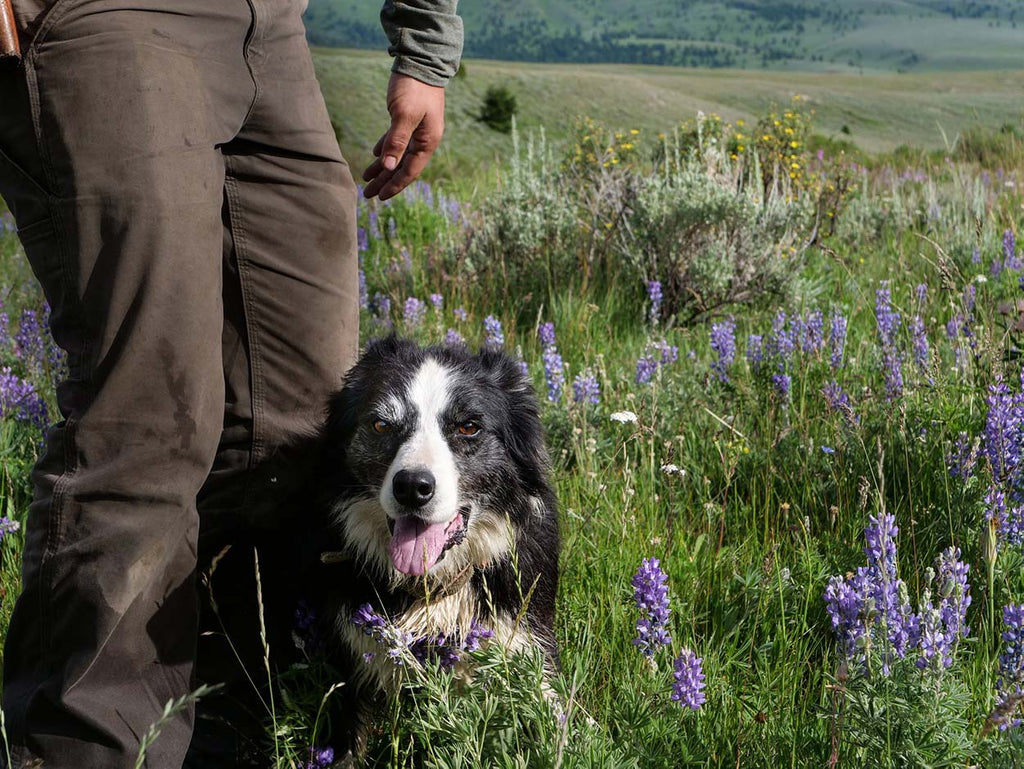 duckworth merino wool montana sheepdog and wildflowers