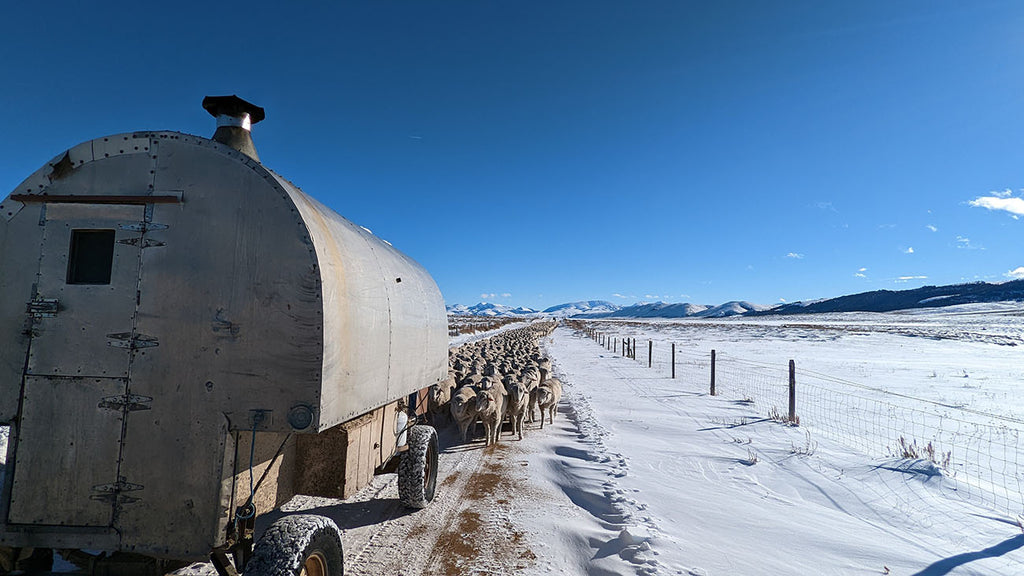 Merino Wool Sheep Trailing a Wagon