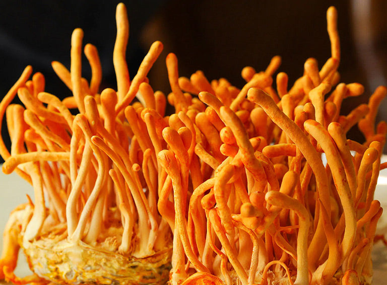 Cordyceps Mushroom