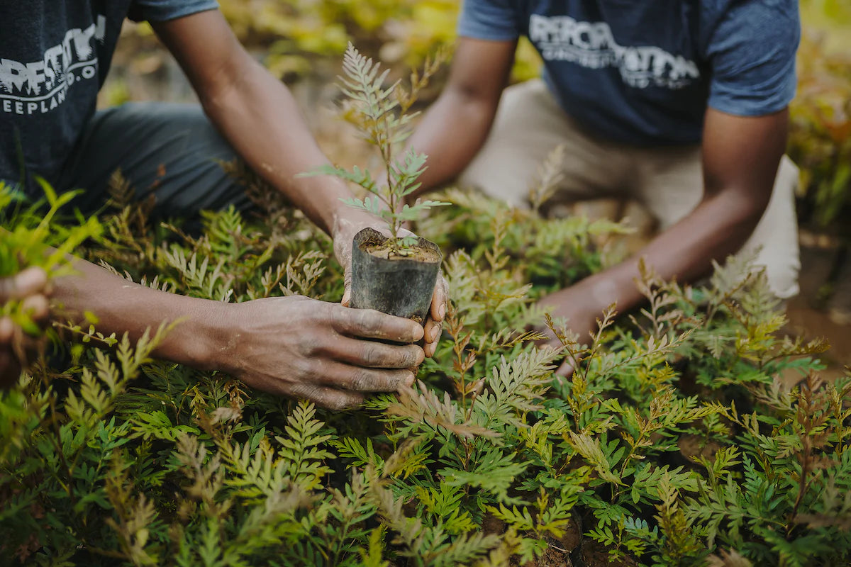 About One Tree Planted