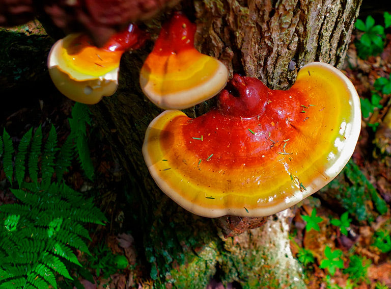 Reishi Mushroom