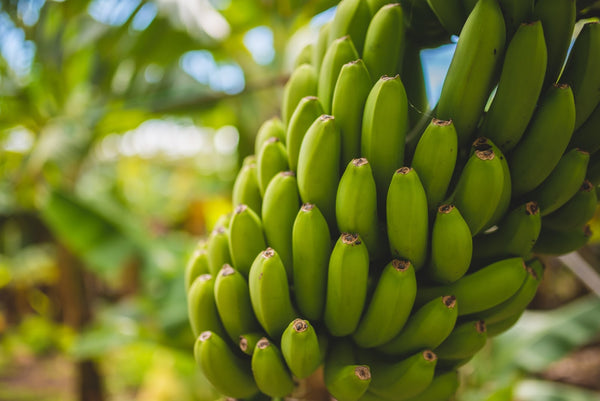 Green bananas hanging from tree