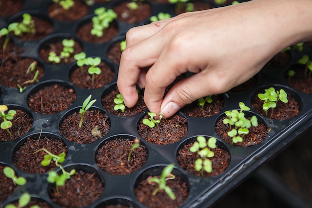 plants grown from organic seeds