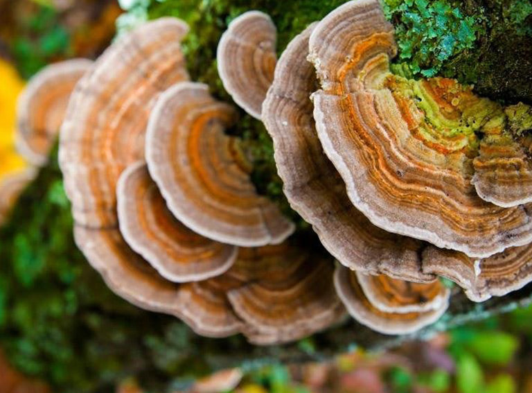 Turkey Tail Mushroom