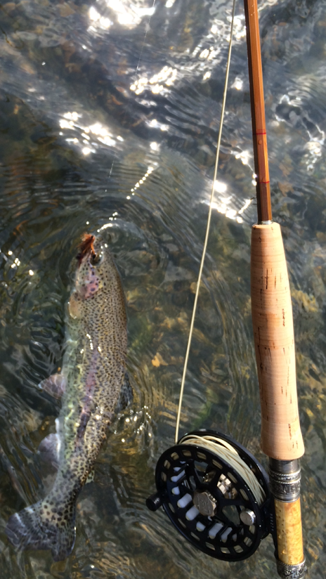 Fish we have Known & Oyster Bamboo Fly Rods in the Wild