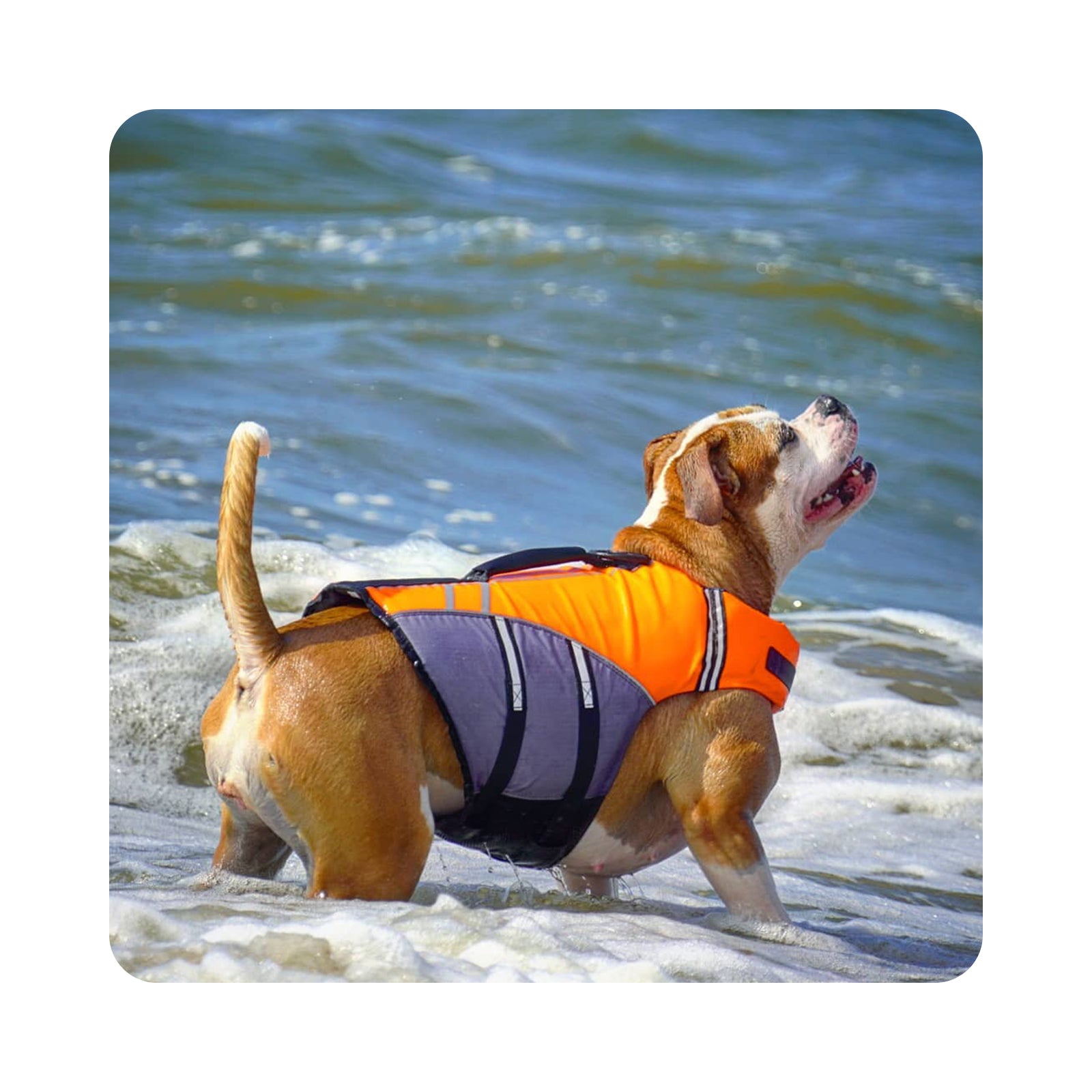 sport dog life jacket