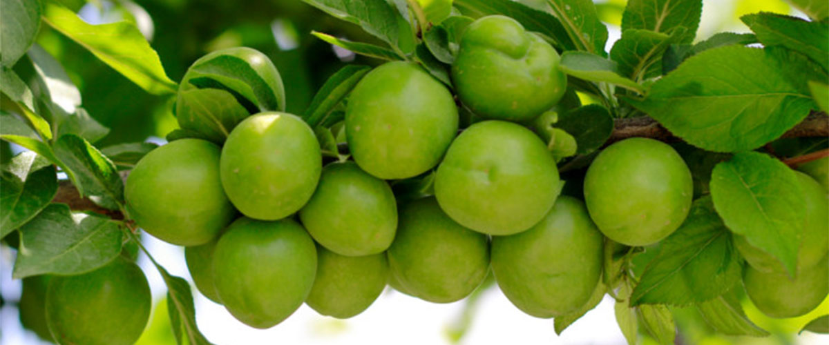 Kakadu Plum