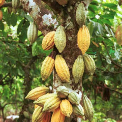 Cacao Tree