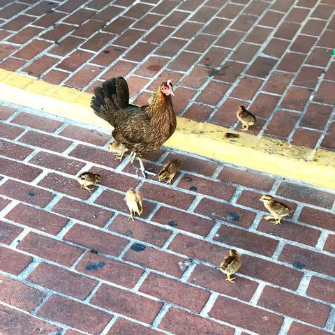 Chickens in Key West