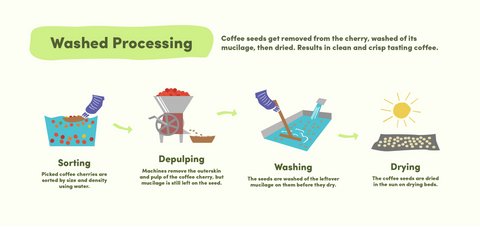 Caffena: Washed Process Coffee