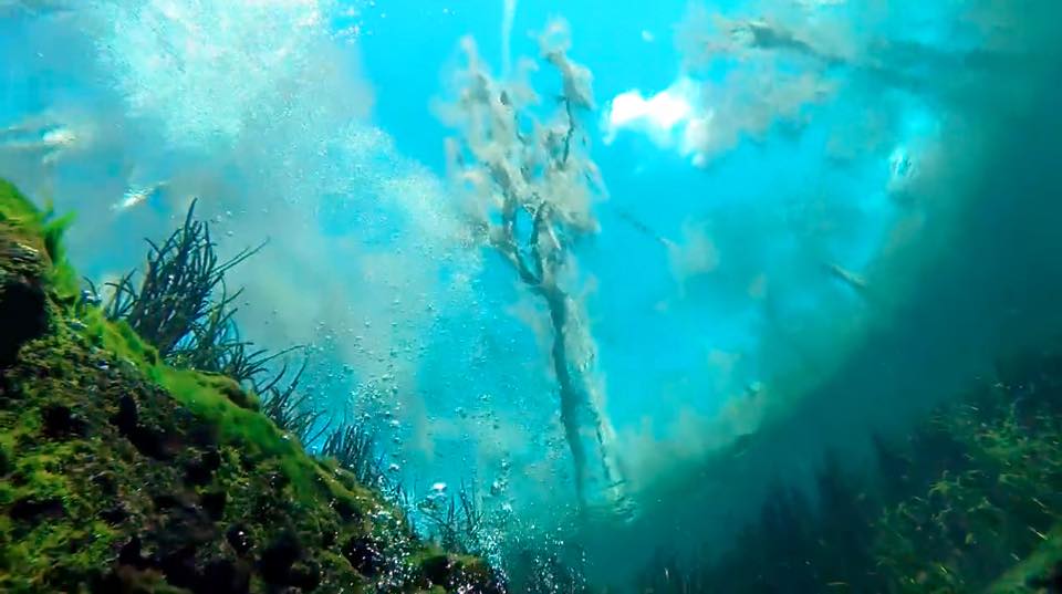 View from underwater of the surface above with trees, shoreline and sky