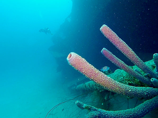 Tube sponge on the Hilma Hooker wreck in Bonaire