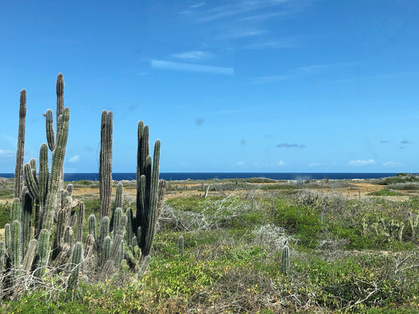 Beautiful cactus abound on Bonaire