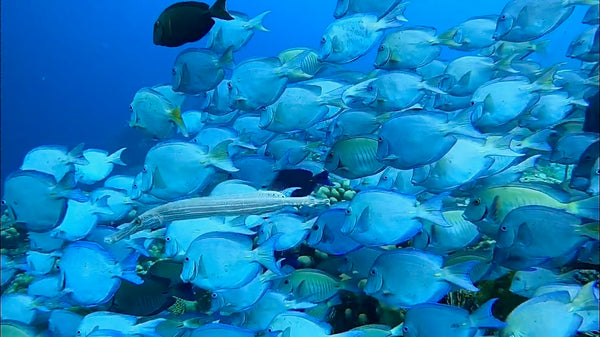 School of fish moving in unison in Bonaire