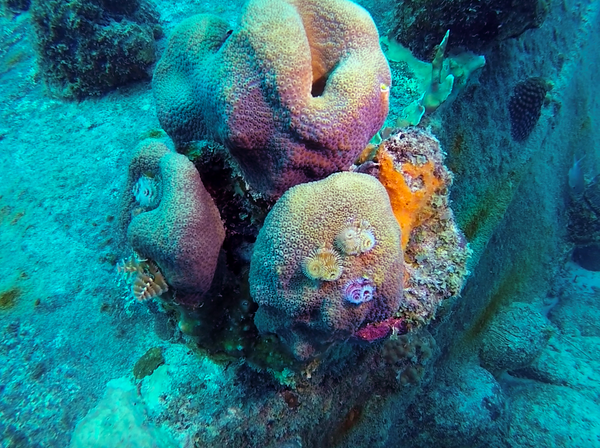 colourful coral in Bonaire