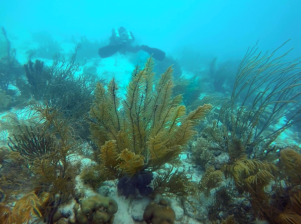 Swaying arms of fan coral in Bonaire