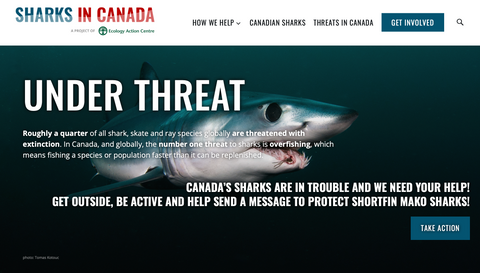 Sharks in Canada under threat