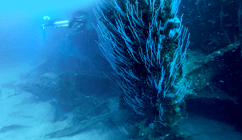 Sea whip coral covering a section of the U.S.S. Anderson destroyer in Bikini Atoll