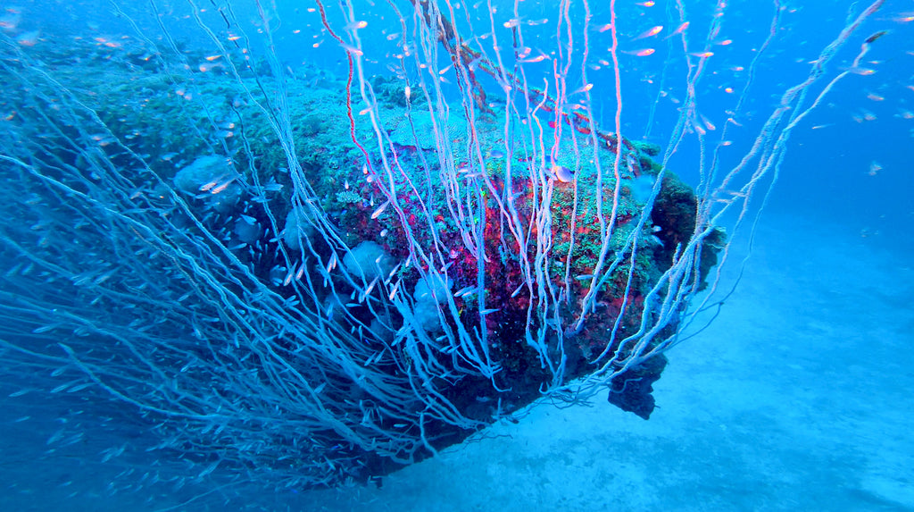 The bow of the U.S.S. Apogon submarine covered in coral and fish 