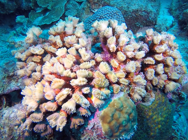Hard coral in Bonaire