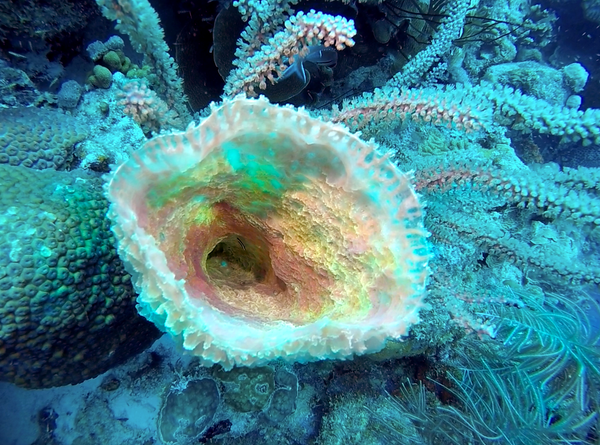 Yellow vase sponge on the reef in Bonaire