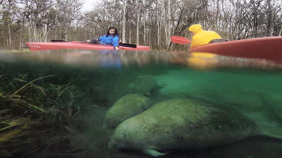 Two paddlers in kayaks above two manatees at Ichetucknee state park