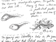 sketch of Tadpoles and salamander spotted at Font Del Truffe