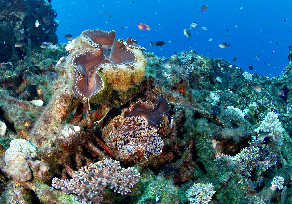 Large clams, corals and bubble anemone covering a wreck in Bikini Atoll