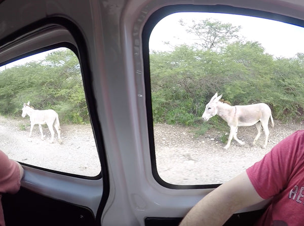 Donkeys roaming the island of Bonaire