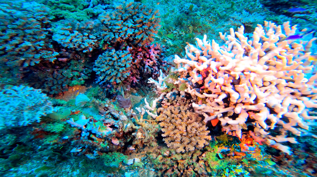 colourful hard corals on the deck of the USS Saratoga