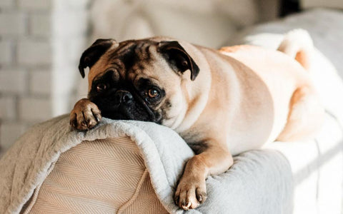 8 signs of leaky gut in your dog 