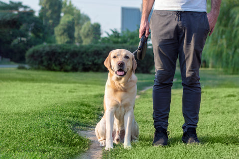 lab and his owner standing in a grassy field
