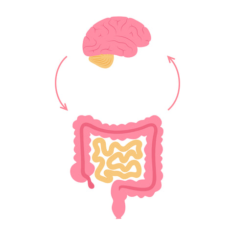 gut brain axis