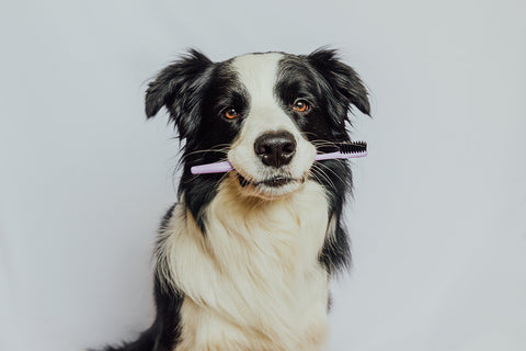 dog holding a toothbrush